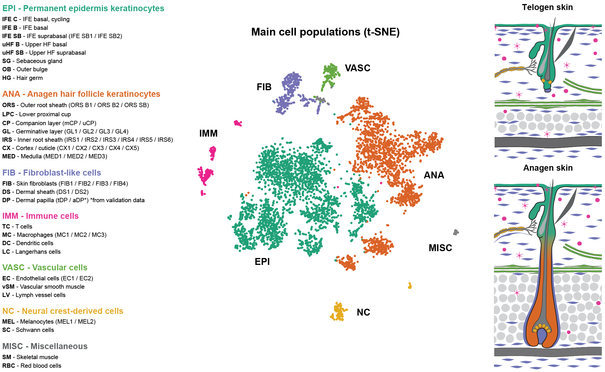 Kasper Lab Mouse Skin Scrna Seq Atlas